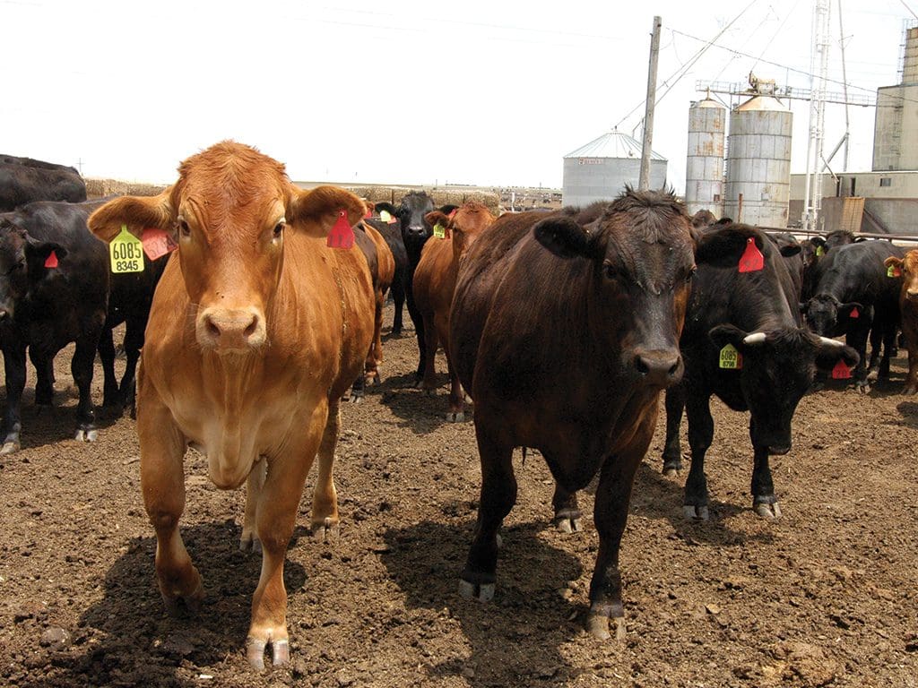 Cattle Marketing Services